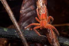 Heteropoda davidbowie