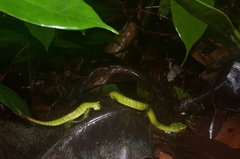 Tropidolaemus subannulatus