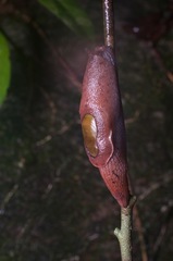 Parmarion