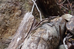 Dendrelaphis caudolineatus