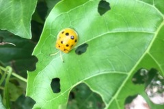 Basiprionota decempustulata