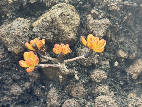Aichryson sedifolium Webb ex Bolle