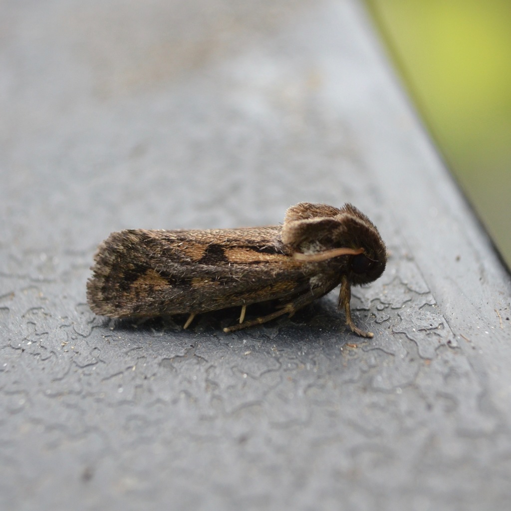 Clemens' Grass Tubeworm Moth from 2403 Old Mystic Ct, Crofton, MD 21114 ...