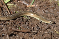 Moroccan Three-Toed Skink photo 1
