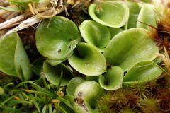 Corybas dienemus