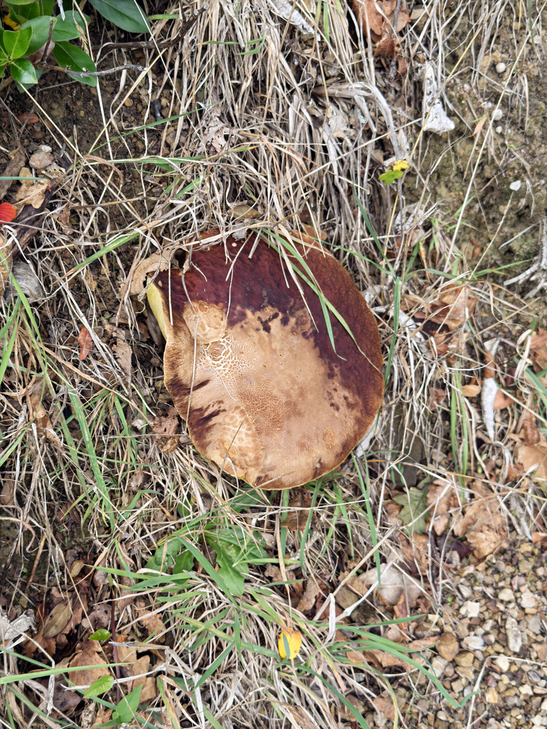 Boletus edulis · March 2026 · photo: © jeremy_rolfe (iNaturalist, cc-by)