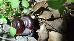 Glyptostoma gabrielense
