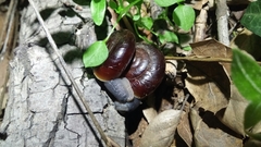 Glyptostoma gabrielense