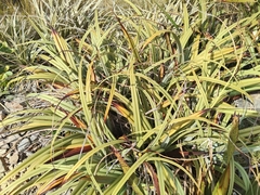 Astelia skottsbergii