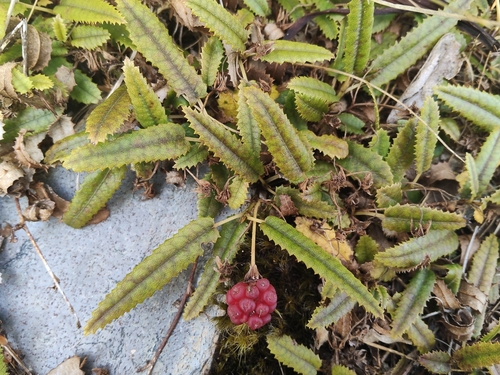 Rubus parvus, photograph 4