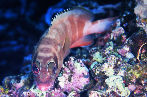 Blacktip Grouper