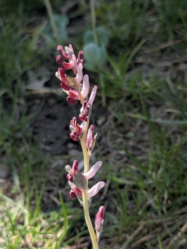 Corydalis ledebouriana (Corydalis ledebouriana)