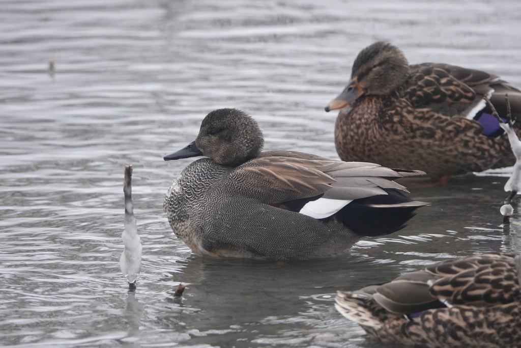 Canard Chipeau