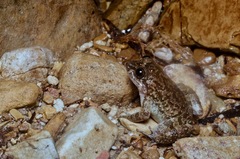 Limnonectes conspicillatus