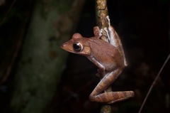 Polypedates colletti