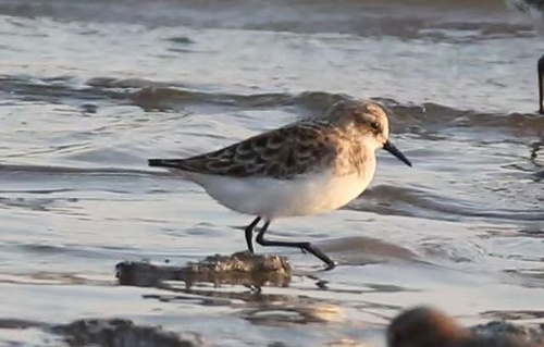 iNaturalist: (c) testaman, some rights reserved (CC BY-NC) iNaturalist image