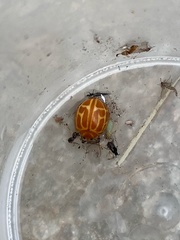 Neocalvia anastomozans