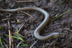 Moroccan Three-Toed Skink photo 2