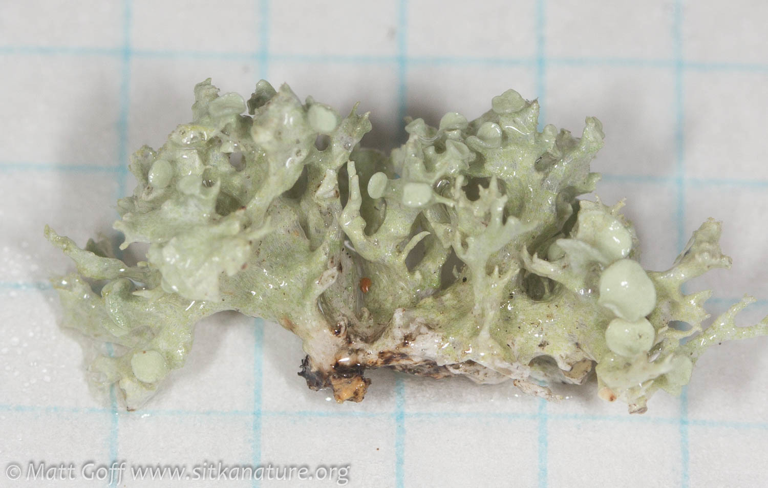 Ramalina dilacerata image