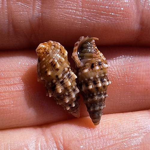 Cerithium renovatum observed 2026-03-24