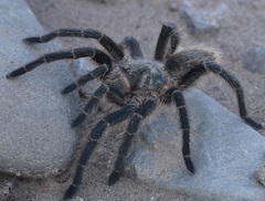 Grammostola inermis