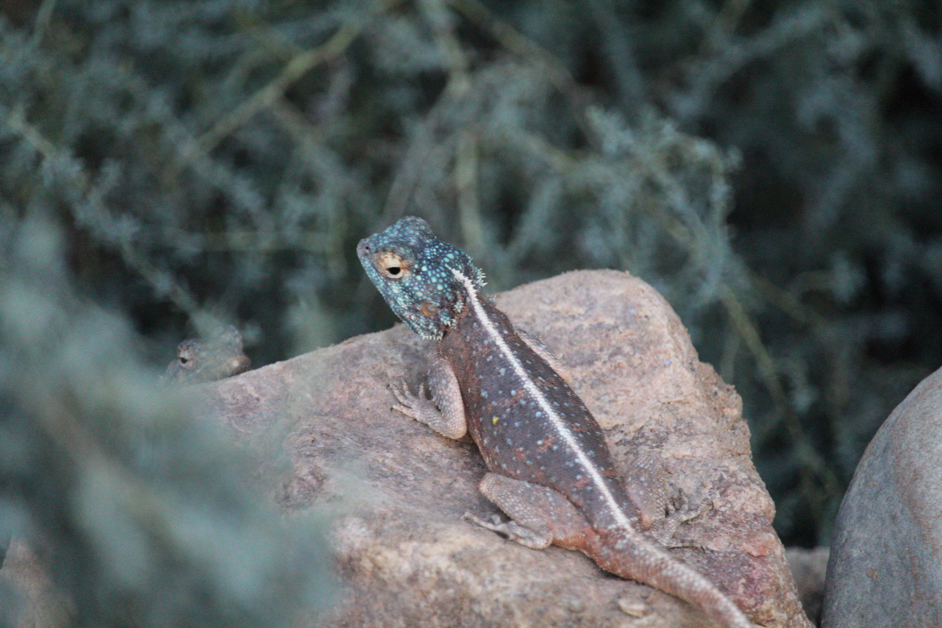 Agama anchietae Bocage, 1896