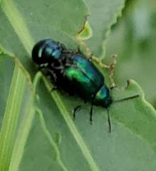 Gastrophysa cyanea