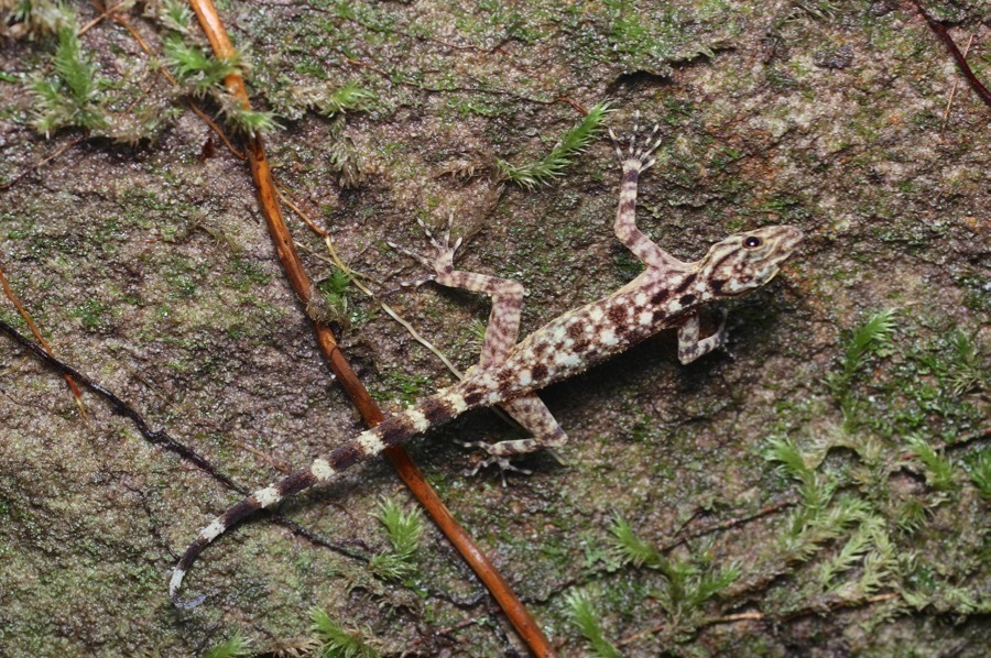 Kendall's Rock Gecko
