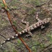 Bornean Round-eyed Gecko - Photo (c) John Sullivan, some rights reserved (CC BY-NC), uploaded by John Sullivan
