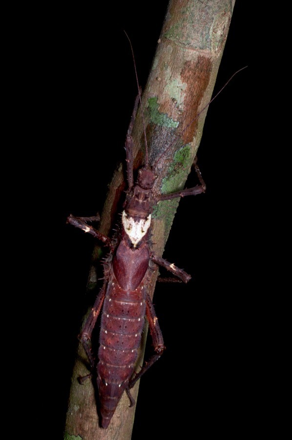 Gray's Haaniella