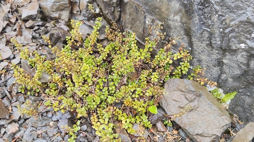 Lyall's speedwell (Veronica lyallii)