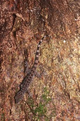 Cyrtodactylus pubisulcus