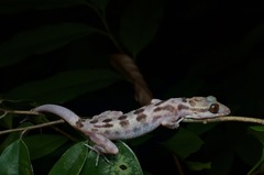 Cyrtodactylus pubisulcus