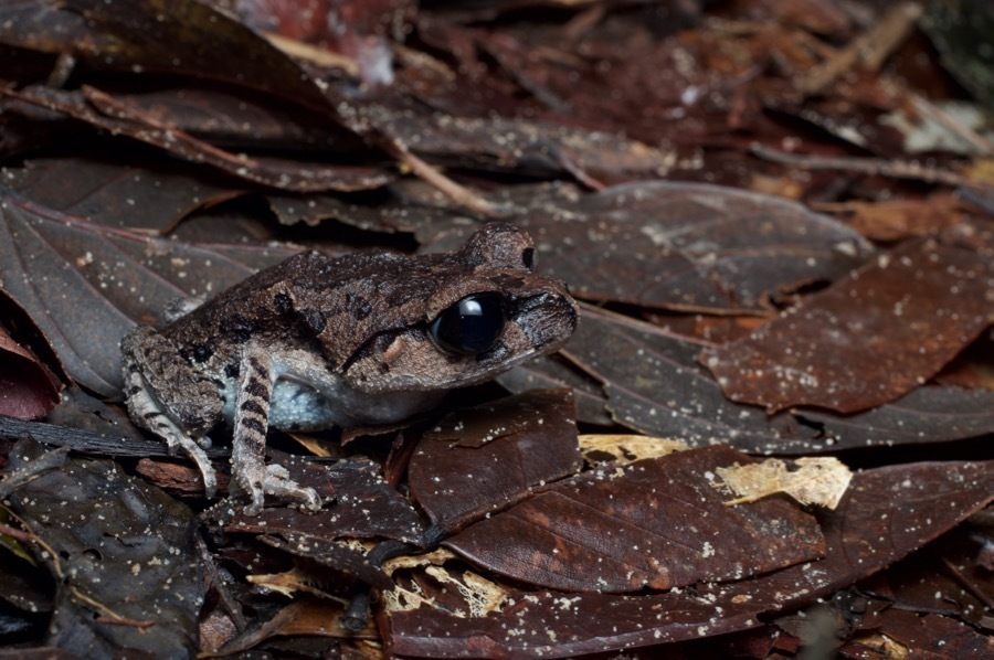 Inger's Litter Frog