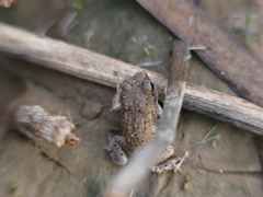 Pleurodema nebulosum