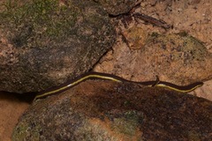 Ichthyophis