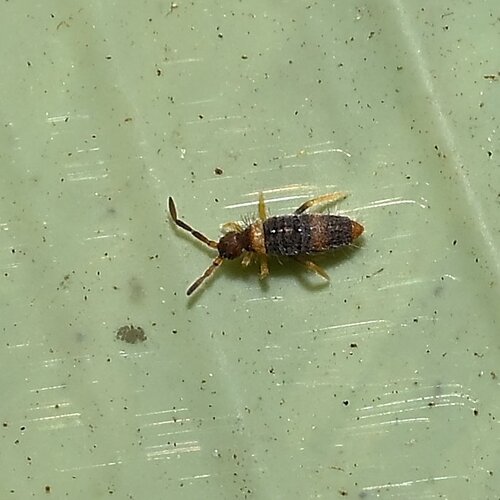 Entomobrya albocincta, Herning, Danmark, photo 9 of 10