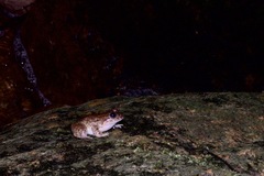 Limnonectes conspicillatus