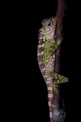 Gonocephalus liogaster