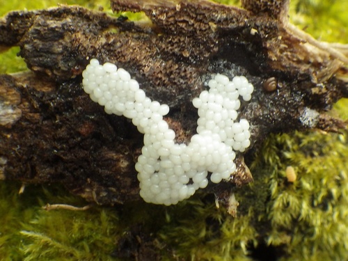 Representative image of Hemitrichia lutescens