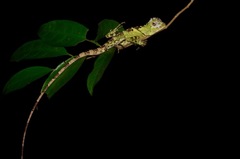 Gonocephalus liogaster