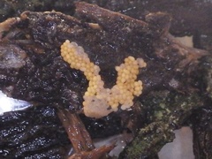 Hemitrichia lutescens