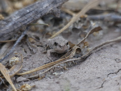 Pleurodema nebulosum