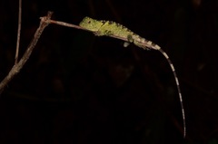 Gonocephalus liogaster