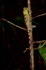 Gonocephalus liogaster