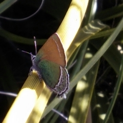 Callophrys mcfarlandi