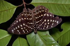 Lexias