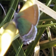 Callophrys mcfarlandi