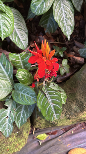 Aphelandra aurantiaca observed 2025-12-06