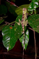 Gonocephalus liogaster